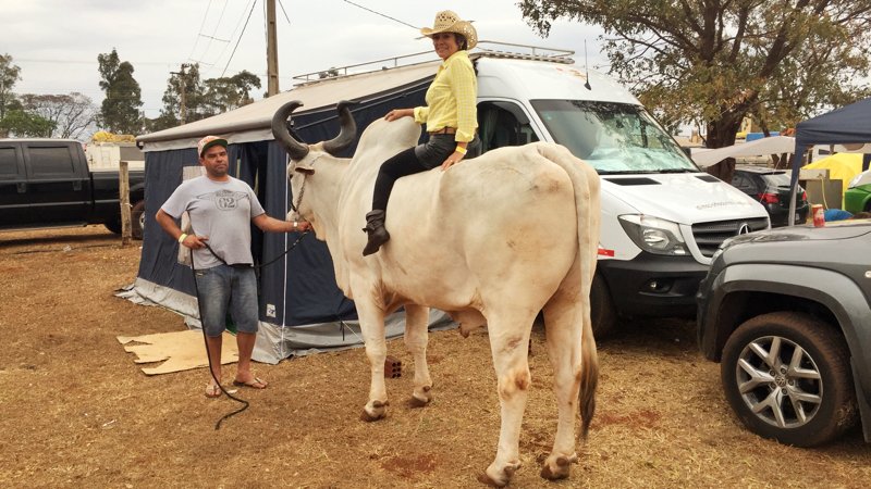 Barretos 2017: Montarias em cavalos e touros; FOTOS, Festa do Peão de  Barretos 2017